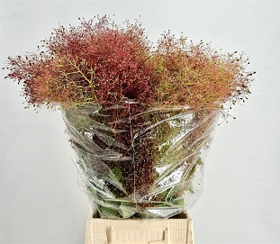 Cotinus coggygria 70cm