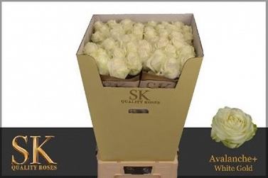 Róża avalanche 90/40 sk