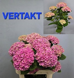 Hydrangea magic amethyst 80cm tross