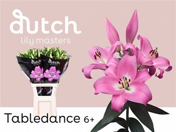 Lilium ot tabledance 95cm dutch masters