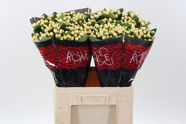 Hypericum cool romance 60cm