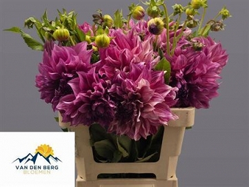 Dahlia cafe lait royal 60cm