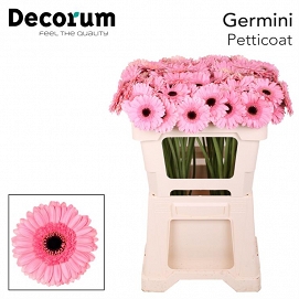 Gerbera mini petticoat