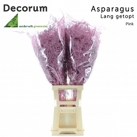 Asparagus ex pink 85cm