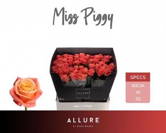 Róża miss piggy 60/60 allure