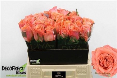 Róża blushing reeva 40/30 diya
