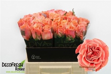 Róża blushing reeva 40/30 diya
