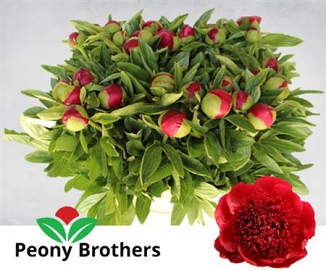 Paeonia red charm 60cm (30)