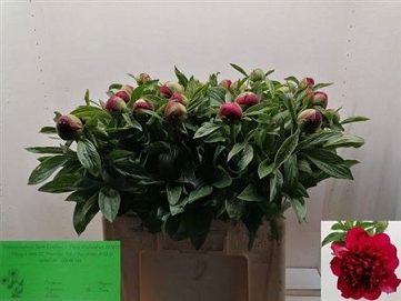Paeonia red charm 60cm (30)