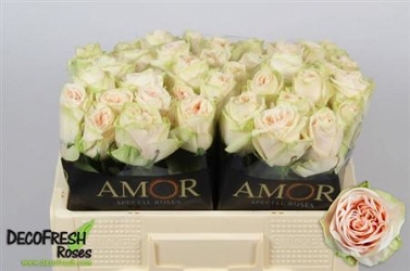 Róża wedding rose 50/60 amor