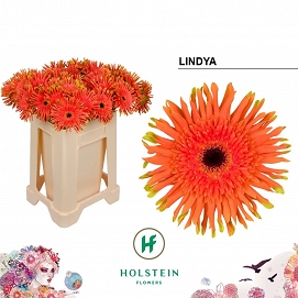 Gerbera kv pastini lindaya