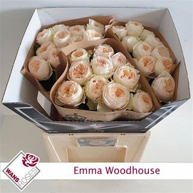 Róża emma woodhause 60/30 wans