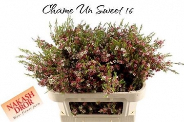 Chamelaucium my sweet 70cm