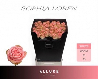 Róża sophia loren 80/40 allure