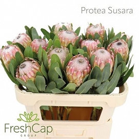 Protea susara 70cm