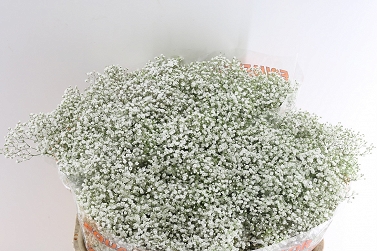 Gyps million star 80cm