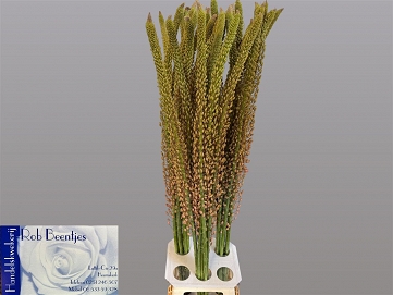 Eremurus oase 125cm