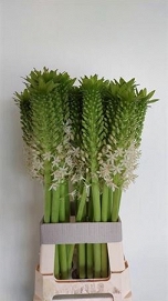 Eucomis ov 70cm
