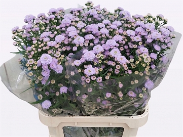 Aster astee milka 85cm