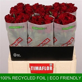 Róża ever red 60/60 timaflor