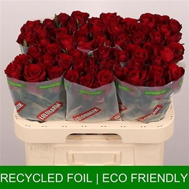 Róża ever red 60/60 timaflor