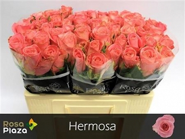 Róża hermosa 50/60 roza plaza