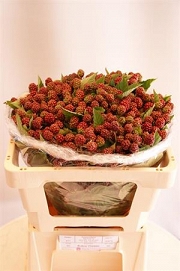 Rubus chester 50cm