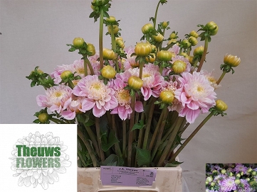 Dahlia dec sweet love 50cm