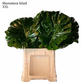 Monstera blad 60cm