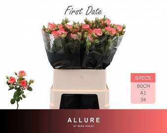 Róża tr first date 80/20 berg