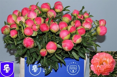 Paeonia coral sunset 60cm (40) karsten