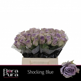 Róża shocking blue 40/50 florapura