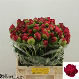 Paeonia com performance 60cm (60)