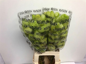 Gomphrena moby dick 70cm