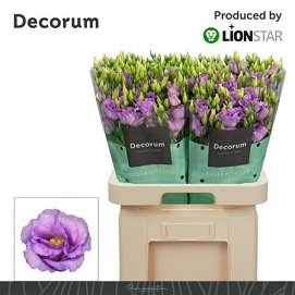 Eustoma coreli lavender lion star