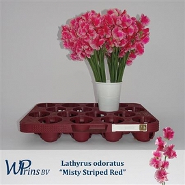 Lathyrus misty red 40cm