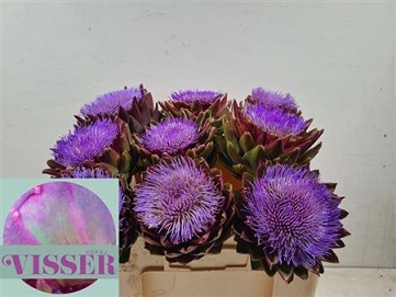Cynara green glob 50cm /9