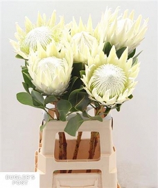 Protea cyn ayoba ice 70cm