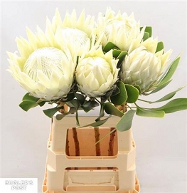 Protea cyn ayoba ice 70cm