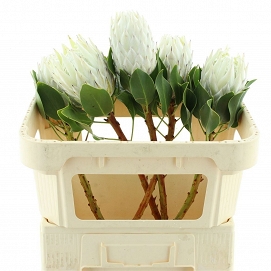 Protea cyn ayoba ice 70cm
