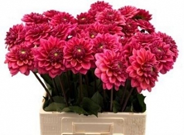 Dahlia dec sal runner 60cm