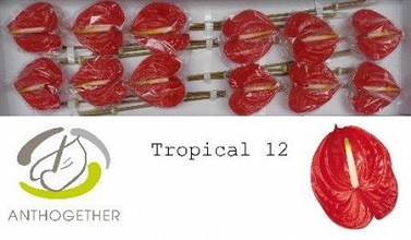 Anthurium tropical 12