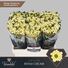 Chryzantema santini rossi cream