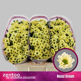Chryzantema santini rossi cream