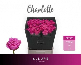 Róża tan charlotte 70/40 allure