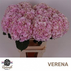 Hydrangea verna 100