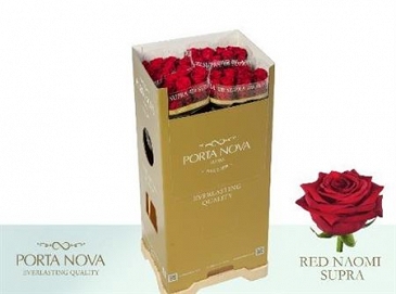 Róża red naomi 80/40 supra