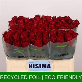 Róża madam red 50/80 kisima
