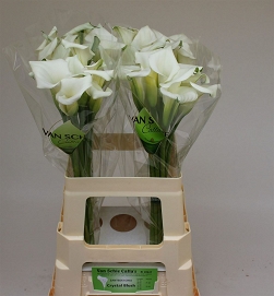 Zantedechia crystal blush 60cm