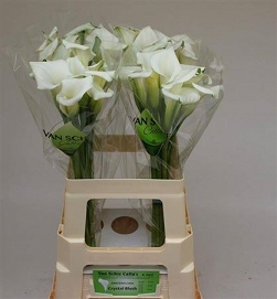 Zantedechia crystal blush 60cm